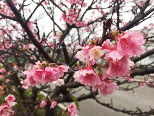 寒緋桜