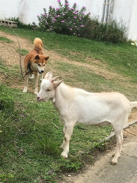 ヤギ日記 はいむるぶし公式サイト 最低価格保証