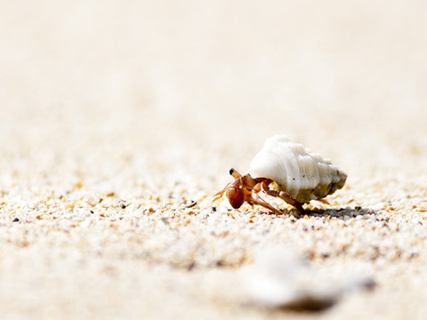小浜島生き物通信57 ヤドカリ はいむるぶし公式サイト 最低価格保証