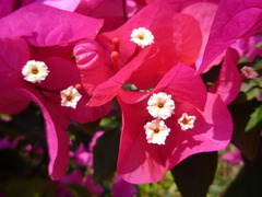 はいむるぶしスタッフブログ はいむるぶし公式サイト 最低価格保証