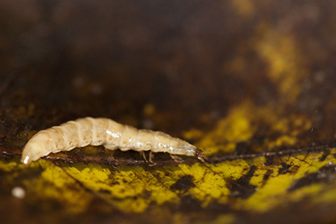 はいむるぶしスタッフブログ はいむるぶし公式サイト 最低価格保証