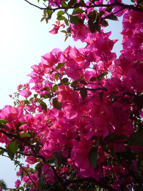 はいむるぶしスタッフブログ はいむるぶし公式サイト 最低価格保証