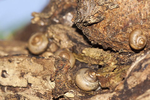 小浜島生き物通信 カタツムリ はいむるぶし公式サイト 最低価格保証 小浜島生き物通信 カタツムリ はいむるぶし公式サイト 最低価格保証