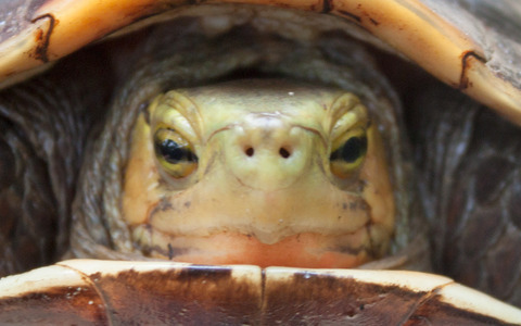 はいむるぶしスタッフブログ はいむるぶし公式サイト 最低価格保証