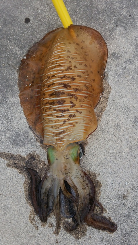 はいむるぶしスタッフブログ はいむるぶし公式サイト 最低価格保証