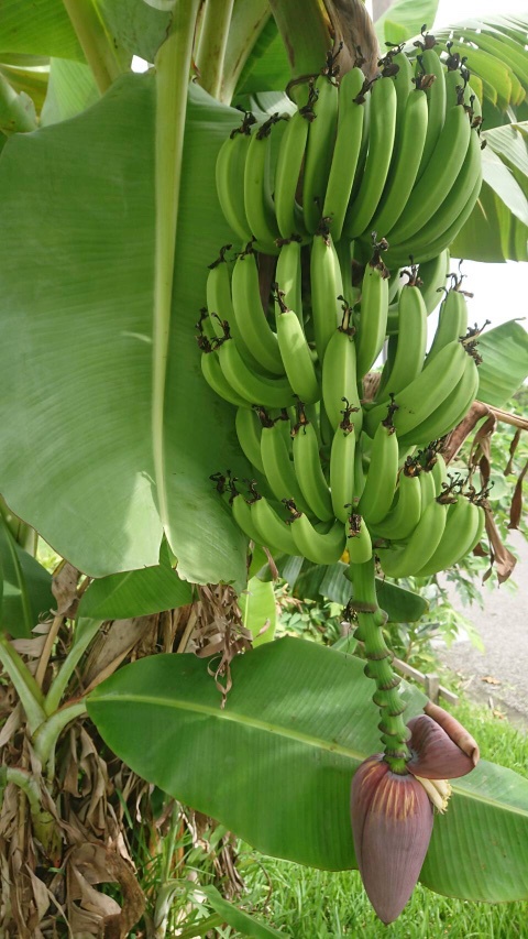 バナナはどうやって実るのか はいむるぶし公式サイト 最低価格保証