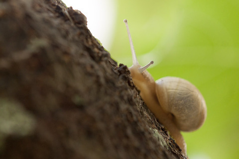 小浜島生き物通信 カタツムリ はいむるぶし公式サイト 最低価格保証 小浜島生き物通信 カタツムリ はいむるぶし公式サイト 最低価格保証