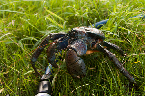 小浜島生き物通信 ヤシガニ はいむるぶし公式サイト 最低価格保証