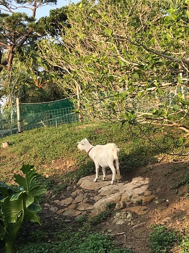 はいむるぶしスタッフブログ はいむるぶし公式サイト 最低価格保証