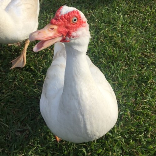 バリケン はいむるぶし公式サイト 最低価格保証