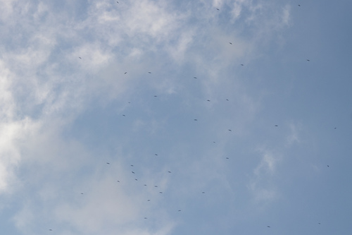 はいむるぶしスタッフブログ はいむるぶし公式サイト 最低価格保証