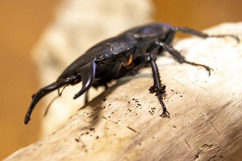 小浜島生き物通信 はいむるぶし公式サイト 最低価格保証