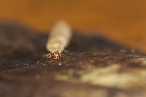 小浜島生き物通信イリオモテボタル｜ はいむるぶし公式サイト【最低価格保証】