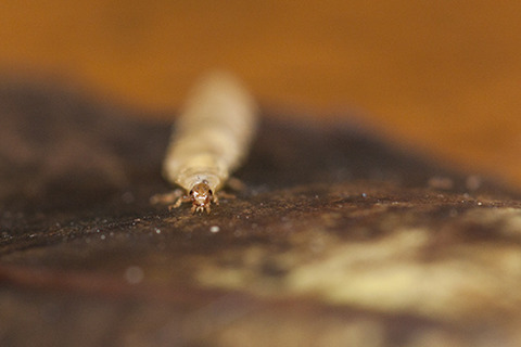 はいむるぶしスタッフブログ はいむるぶし公式サイト 最低価格保証