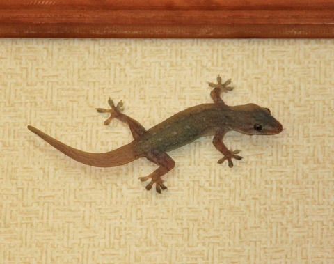 小浜島生き物通信24-おじゃまします｜ はいむるぶし公式サイト【最低 