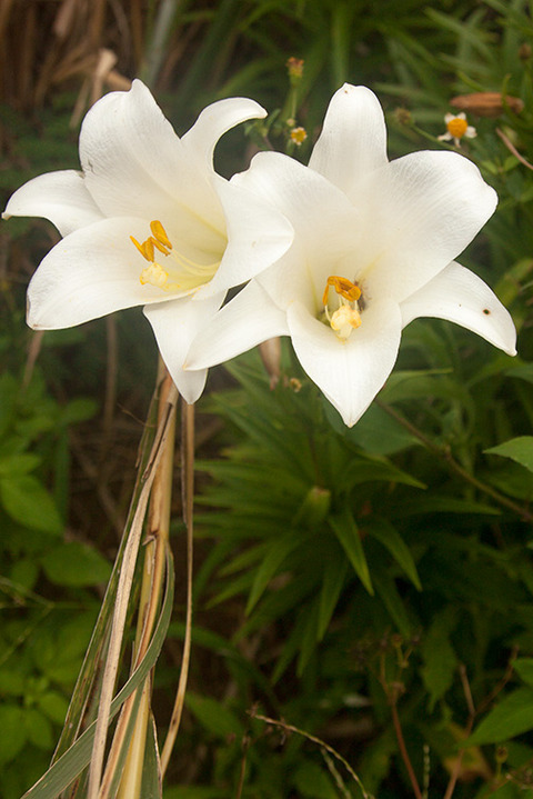 小浜島生き物通信101 花が咲く はいむるぶし公式サイト 最低価格保証