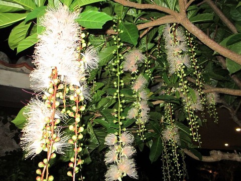 サガリバナ はいむるぶし公式サイト 最低価格保証