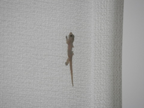 夏は何色 はいむるぶし公式サイト 最低価格保証