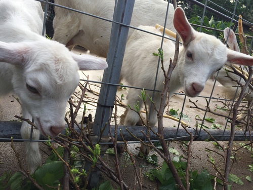 はいむるぶしスタッフブログ はいむるぶし公式サイト 最低価格保証