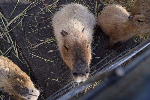 はいむるぶしスタッフブログ はいむるぶし公式サイト 最低価格保証