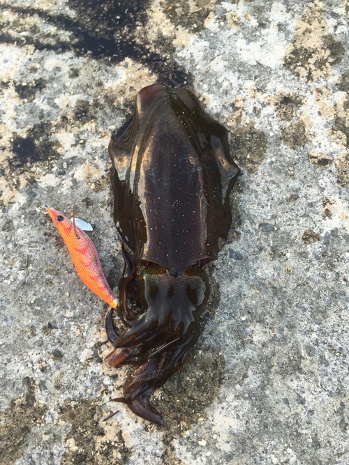 はいむるぶしスタッフブログ はいむるぶし公式サイト 最低価格保証