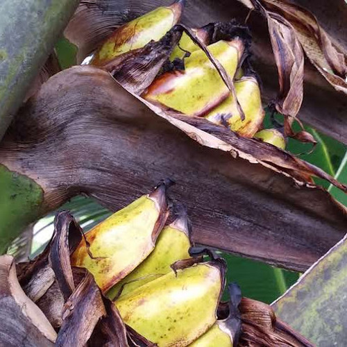 タビビトノキ旅人の木扇芭蕉大①